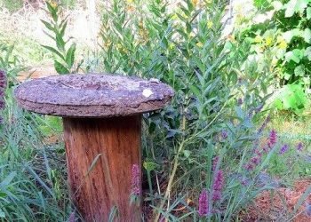 Evening Primrose Oil Plants